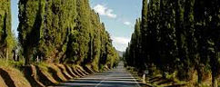 cipressi